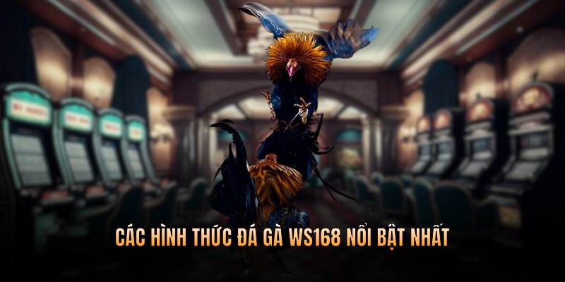 Những hình thức cá cược chọi kê nổi bật nhất hiện nay