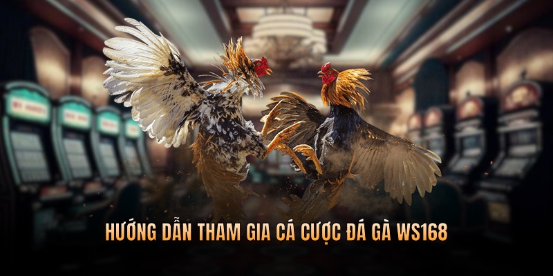 Chỉ dẫn cho người chơi mới tham gia cá cược chọi gà