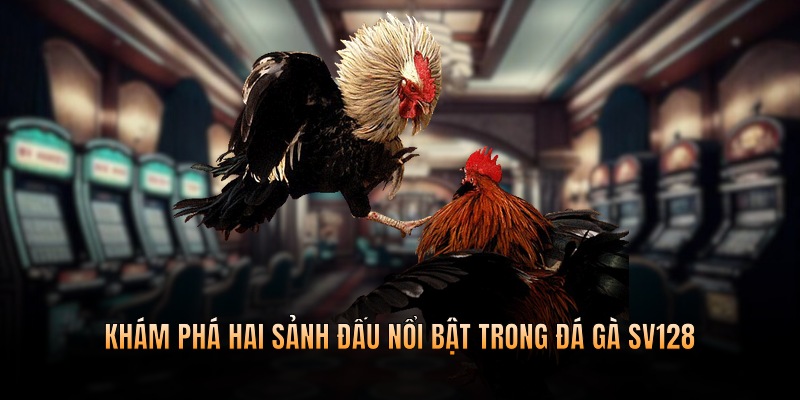 Khám phá hai sảnh đấu nổi bật trong đá gà